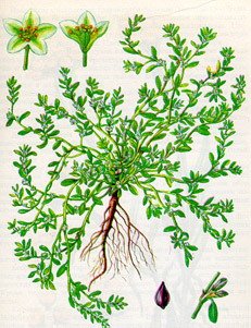 Горец птичий спорыш Фармакогнозия