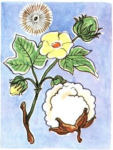 Лапчатник обыкновенный