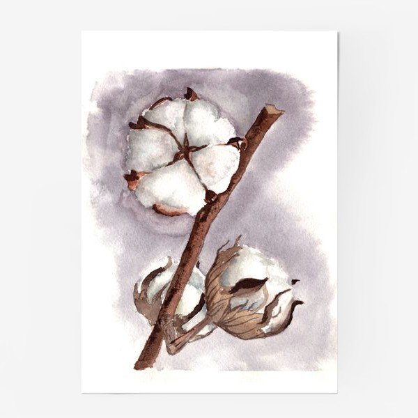 Хлопчатник Ботаническая иллюстрация