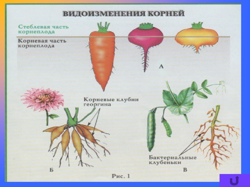 Видоизмененные корни 6 класс. Корнеплоды видоизменения корня. Строение корнеплода биология 6 класс.