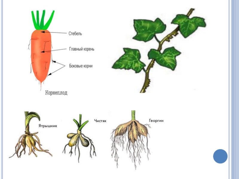 Видоизмененные корни 6 класс. Видоизмененные корни моркови. Видоизменение корнеплода моркови. Видоизменения корневой системы растений.