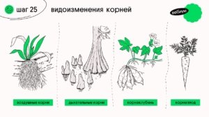 Видоизменения листьев корней побегов