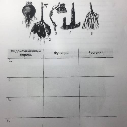 Органы цветковых растений видоизменения корней