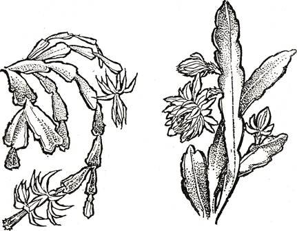 ФИЛЛОКАКТУС строение