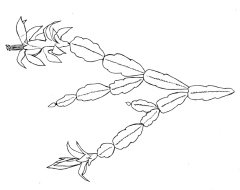 Декабрист цветок раскраска