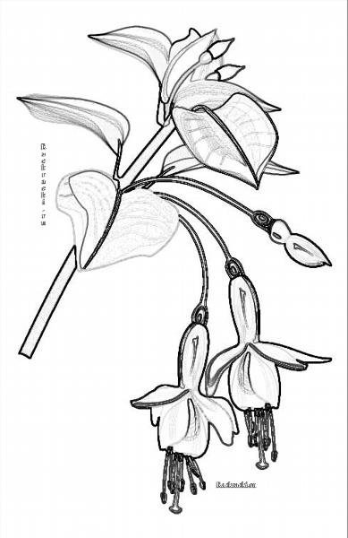 Фуксия раскраска для детей