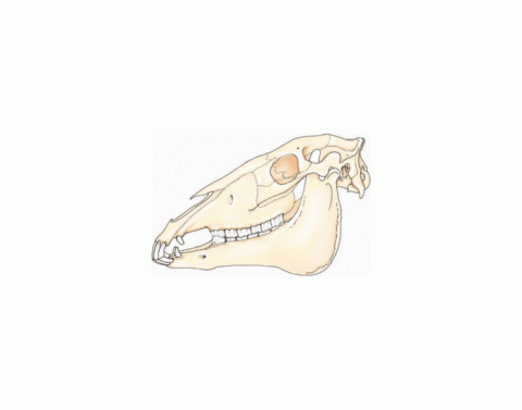 Череп лошади