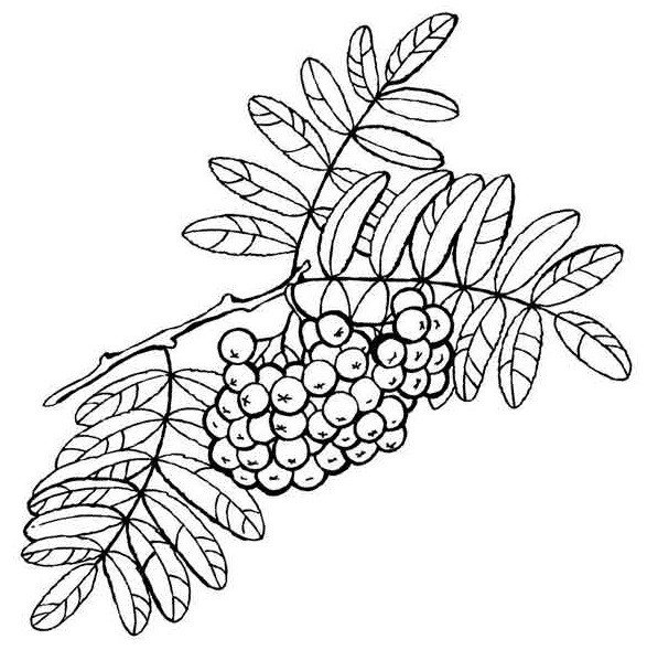 Лист рябины раскраска
