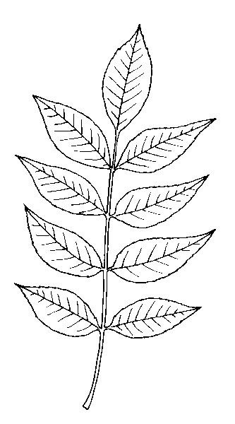 Трафарет листьев рябины