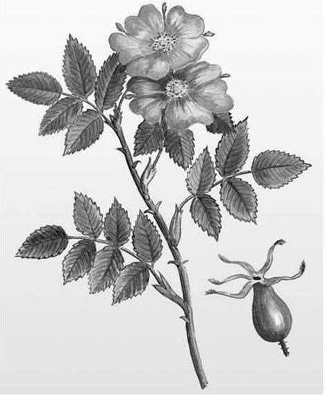 Шиповник Майский Ботанический рисунок