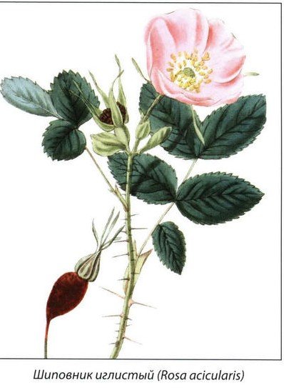 Шиповник Майский листья