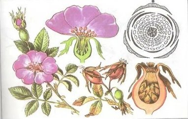 Лапчатка серебристая диаграмма цветка