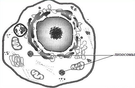 Лизосомы строение рисунок