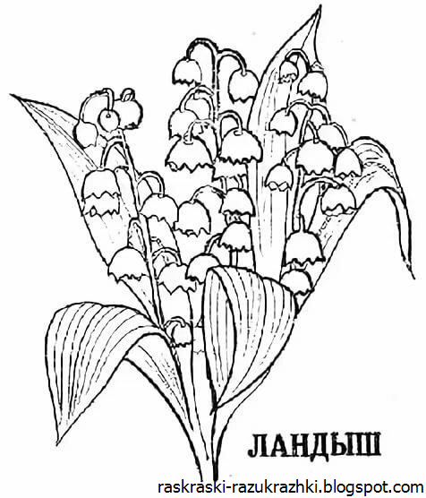 Ландыш раскраска для детей
