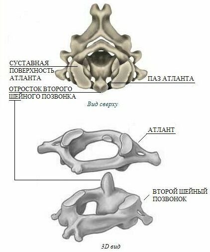 Шейные позвонки Атлант и Аксис