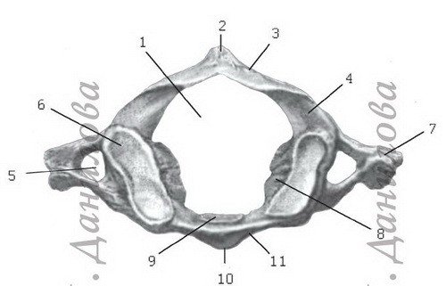 1 Шейный позвонок Атлант