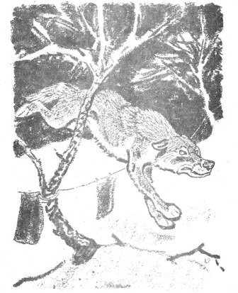 Рачев кладовая солнца