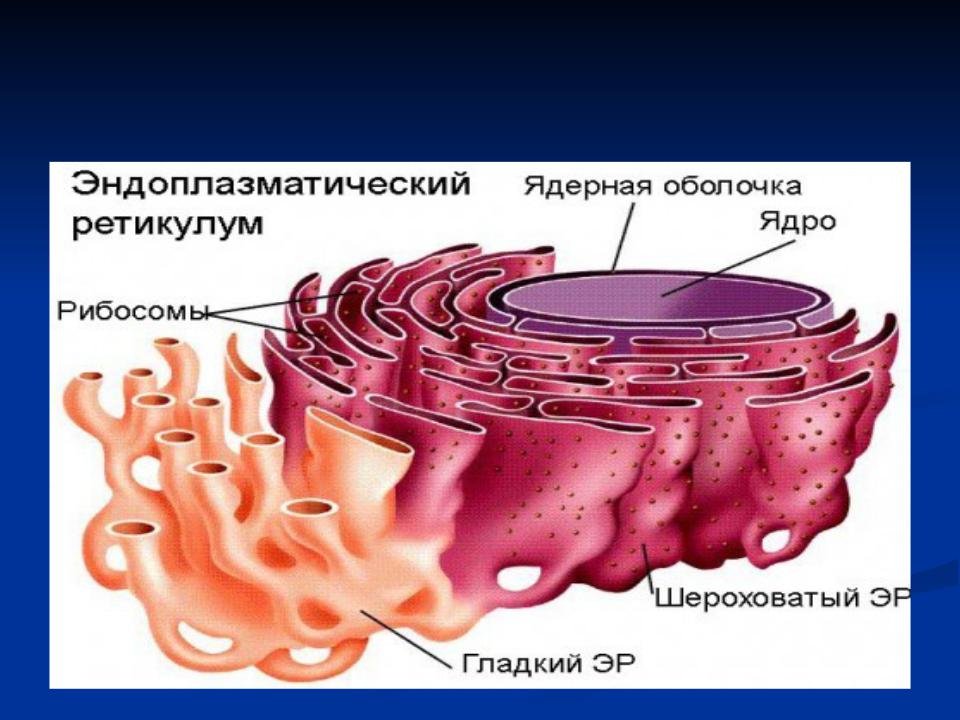 Пузырьков эпс. 1. Эндоплазматическая сеть. Эндоплазматическая сеть биология 9 класс. Эндоплазматическая сеть строение рисунок. Гладкий и шероховатый эндоплазматический ретикулум.