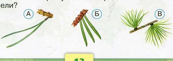 Хвоинки сосна и ель