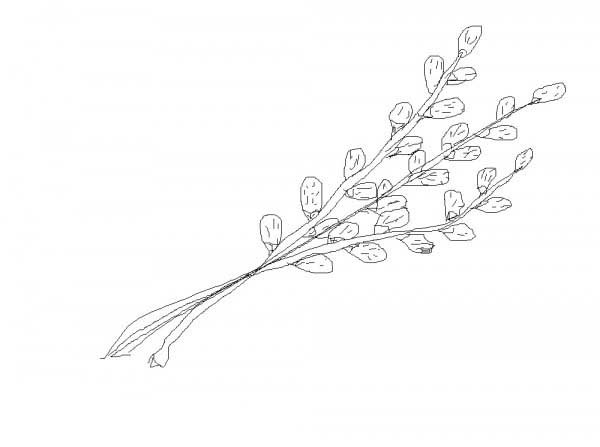 Верба котики