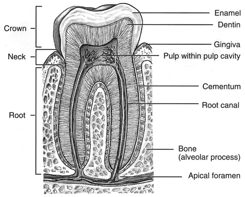 Зубной на латыни. Строение зуба анатомия. Строение зуба гистология. Строение зуба человека анатомия и гистология.
