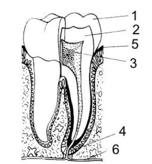 Зуб резец послойно