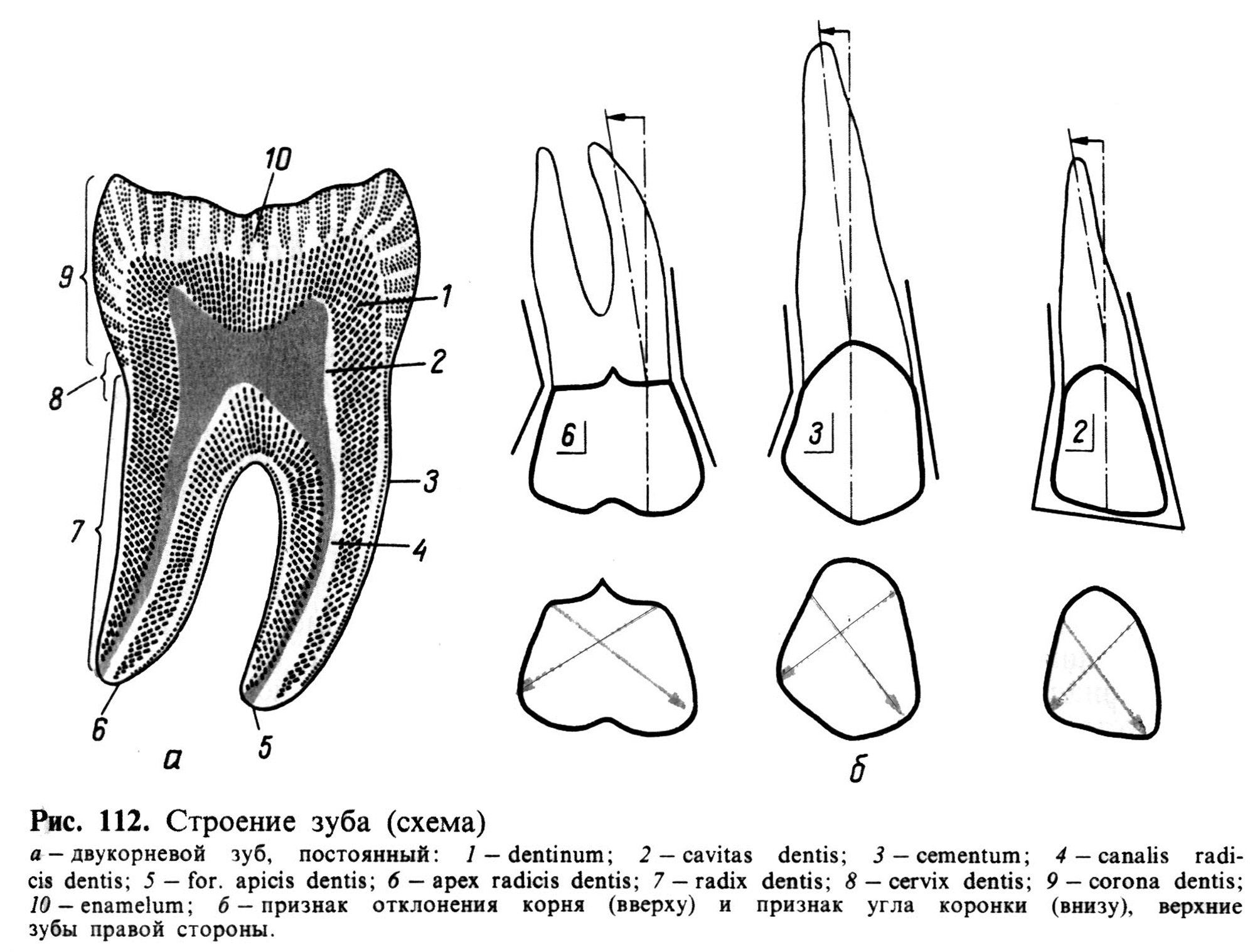 Зуб 3.6 анатомия коронки