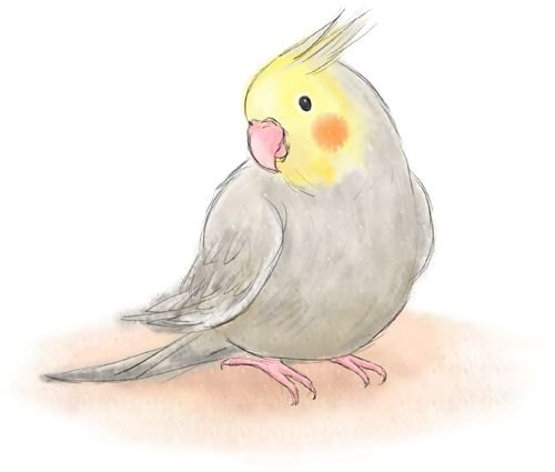 Попугайчик корелла рисунок