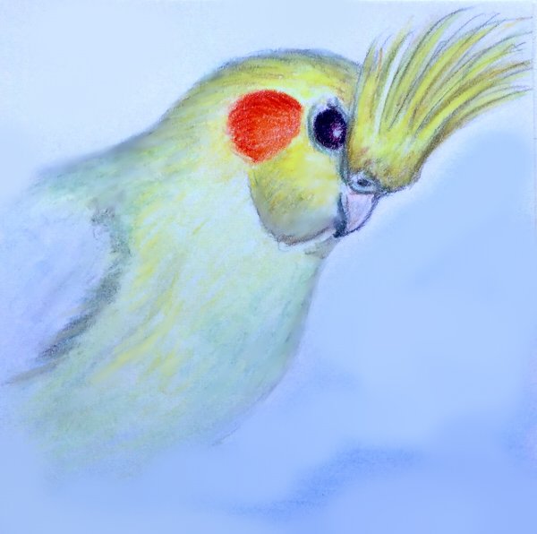 Попугай корелла пастелью