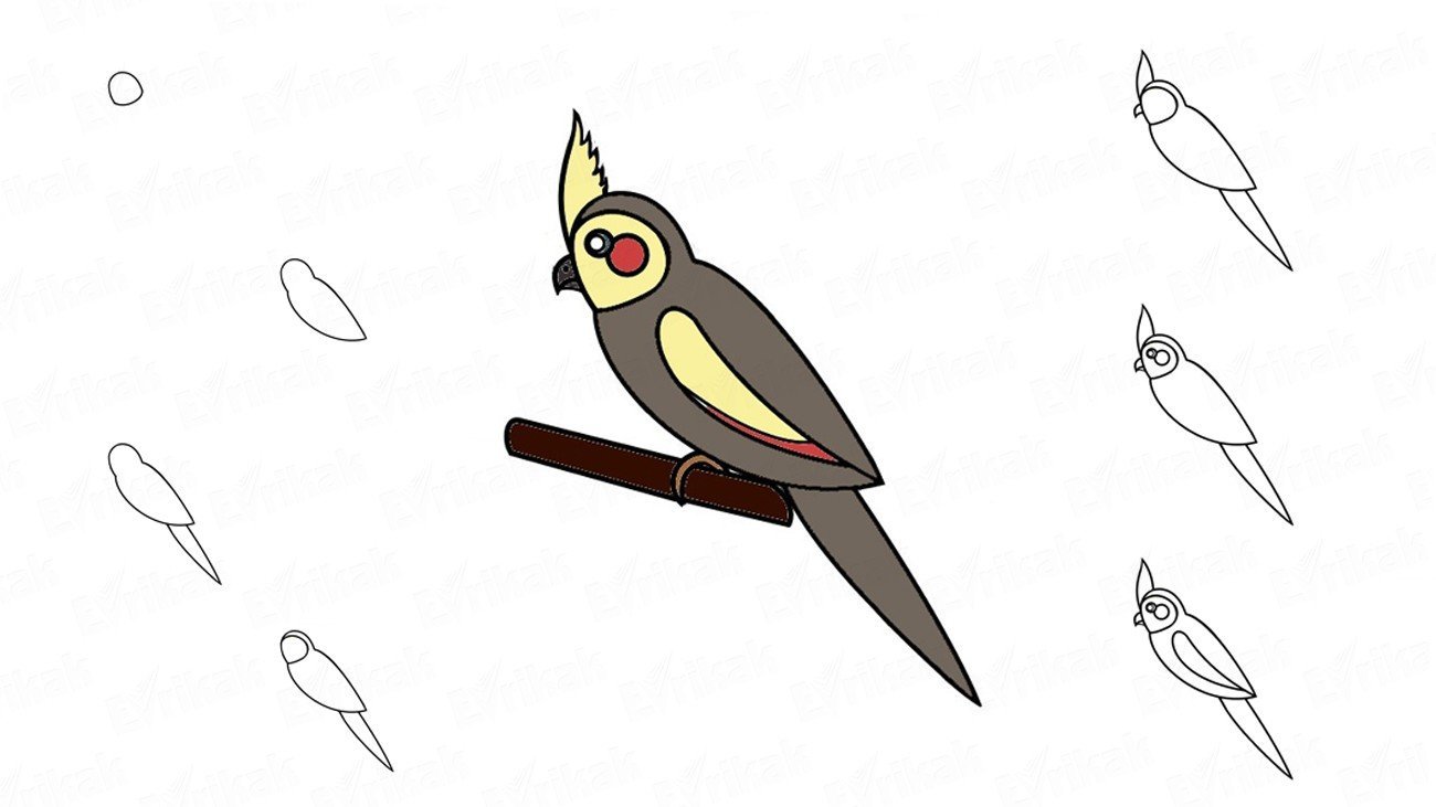 Рисунок попугая кореллы