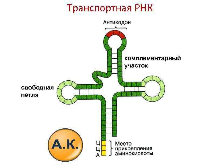 Транспортная РНК. Вторичная структура ТРНК. Строение молекулы ТРНК. ТРНК рисунок.
