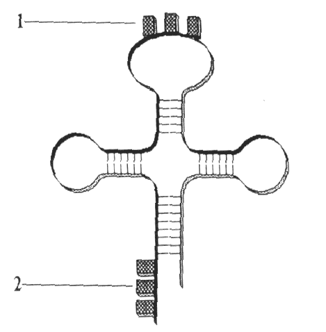 Строение ТРНК схема