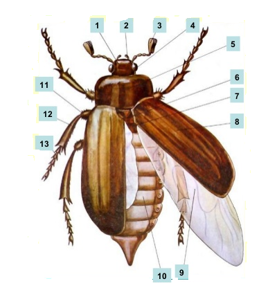 Нарисовать Майский хрущ