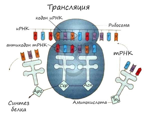 Схема трансляции синтеза белка