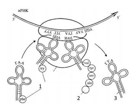 Синтеза белка ДНК схема