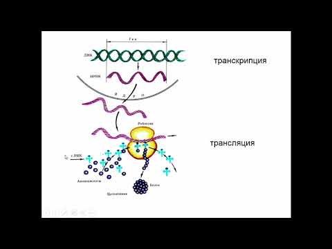 Рисунок трансляция биология (49 фото)