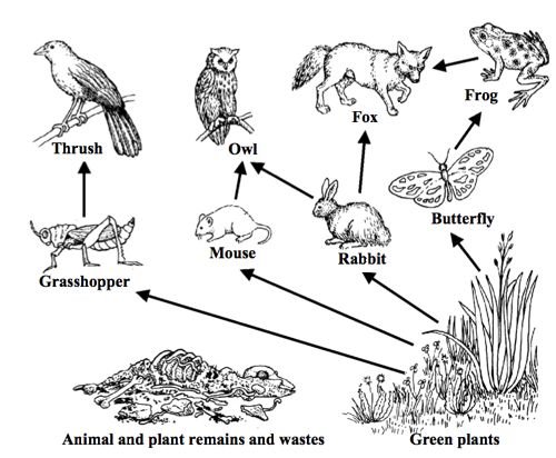 Схема цепи питания животных