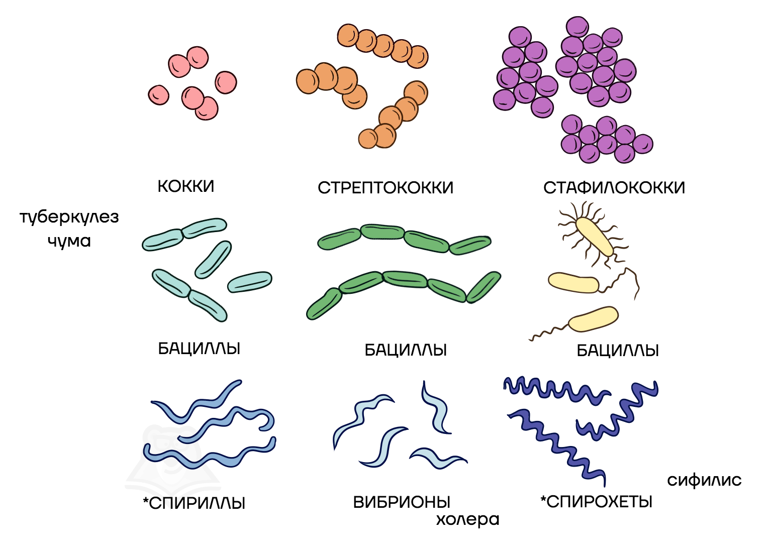 Бактерии изогнутой формы носят название. Стрептококки бациллы спириллы вибрионы. Палочковидные бактерии бациллы. Вибрионы стафилококки бациллы спириллы. Кокки бациллы вибрионы спириллы.