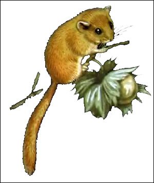 Красная книга Нижегородской области животные орешниковая Соня