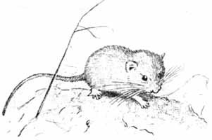 Орешниковая Соня