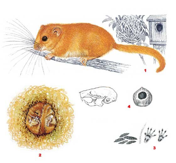 Соня полчок рисунок