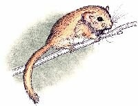 Мышевидная Соня