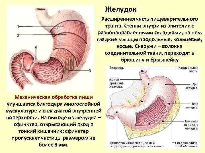 Расширенная часть пищеварительного. Оболочки стенки желудка анатомия. Строение желудка оболочки. Слои мышечной оболочки желудка. Функции оболочек желудка.