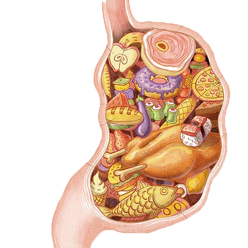 Желудок анатомия Синельников