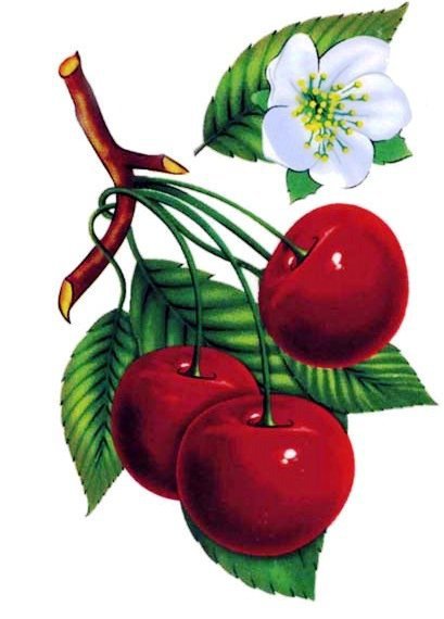 Дети Вишенки