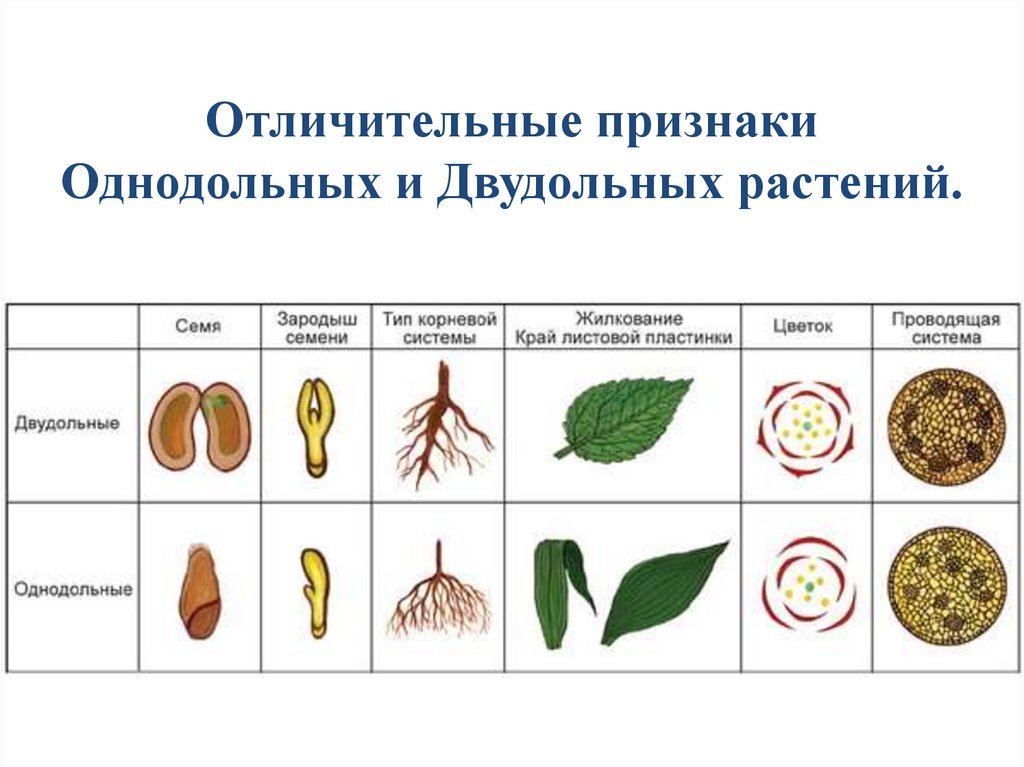 Укажите признаки двудольных растений ответ. Однодольные и двудольные растения 7 класс биология. Однодольные и двудольные растения 6 класс биология. Сравнение однодольных и двудольных растений 6 класс. Класс Однодольные и двудольные таблица.