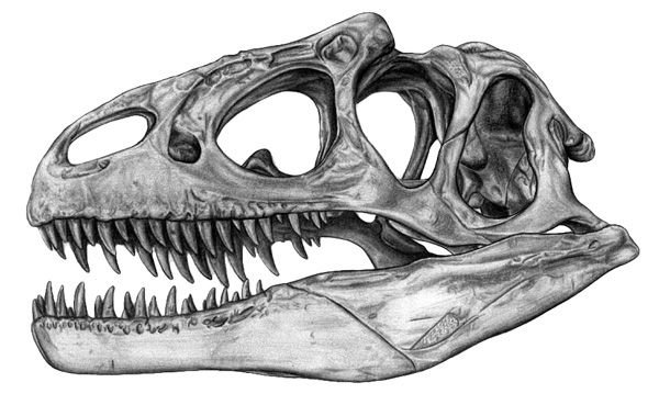 Череп Тирекса сбоку