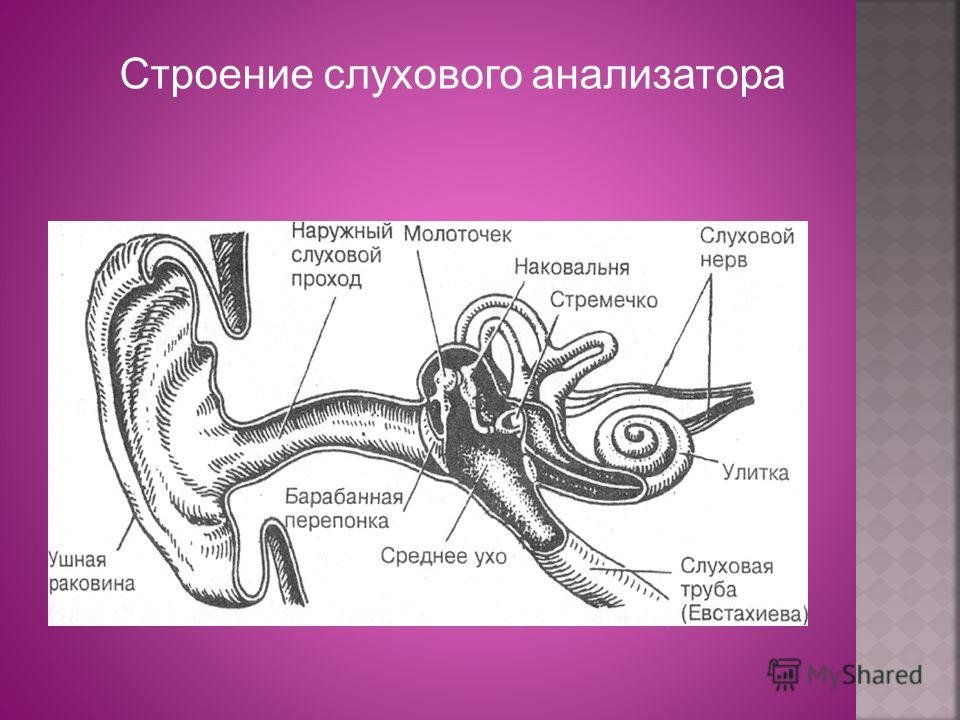 Анатомические отделы слухового анализатора. Орган слуха слуховой анализатор. Строение слухового анализатора анатомия. Слуховой анализатор строение уха. Анализаторы человека строение уха.