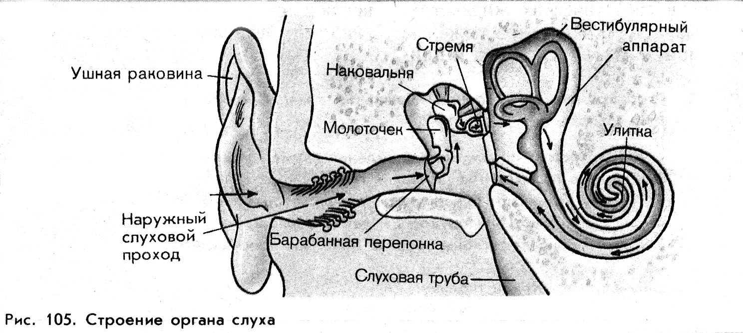 Строение слухового органа человека. Строение среднего уха схема. Схема строения наружного среднего и внутреннего уха. Строение уха схема анатомия. Схема строения органа слуха.