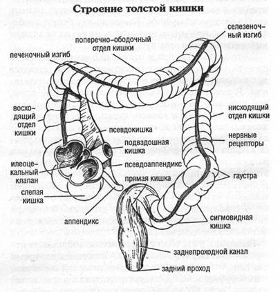 Строение толстой кишечника